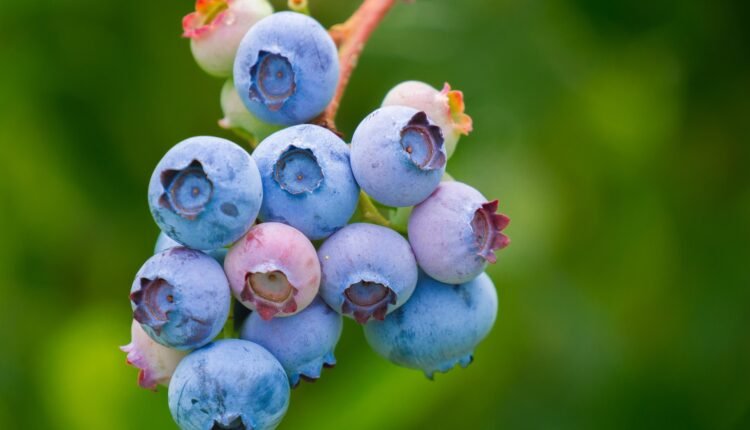 Wellhealthorganic.com:blueberry-brain-boosting-benefits